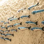 ميرامافلي